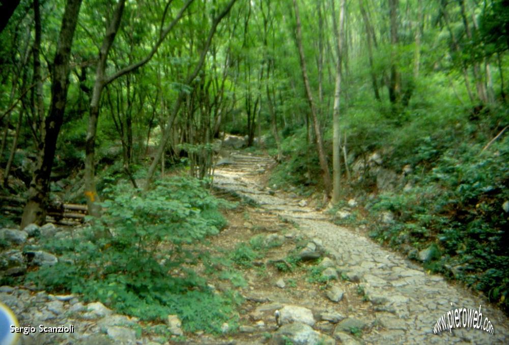 07 Il sentiero è tutto nel bosco.jpg